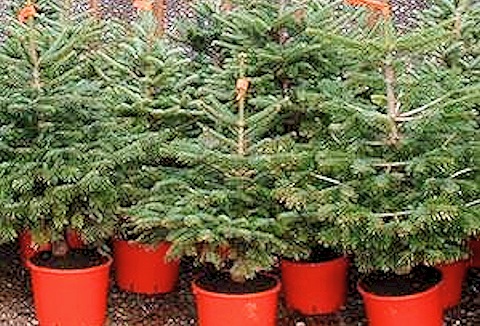 Link to the Langford Lakes Christmas Tree Farm website