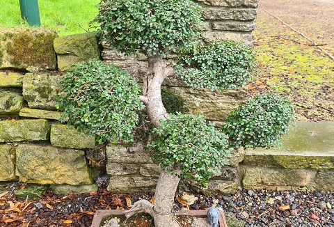 Link to the Yorkshire Bonsai website