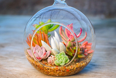 Link to the Surreal Succulents website