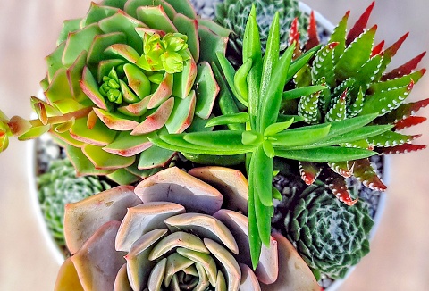 Link to the Surreal Succulents website